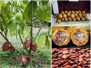 Mini Waweng: Solusi Sembako & Pertanian di Hati Cilacap